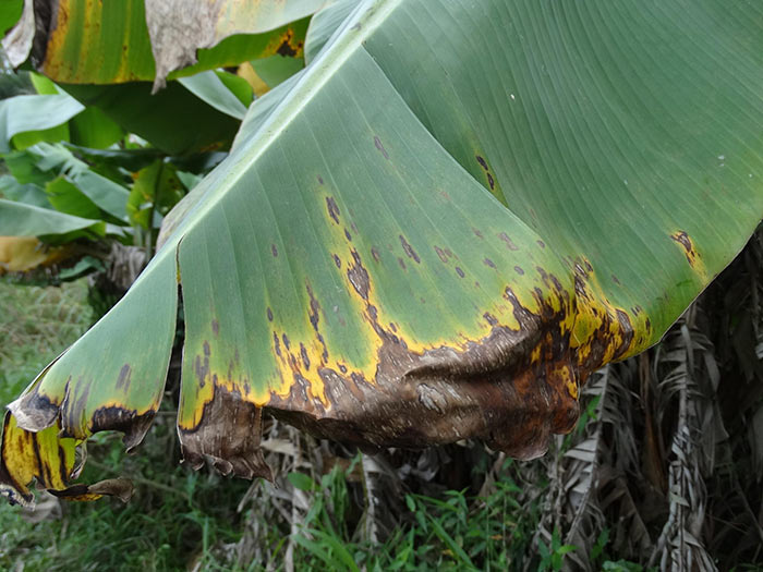 Principales plagas y enfermedades del banano