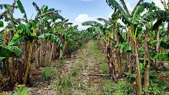 Las plagas principales que afectan el cultivo de banano