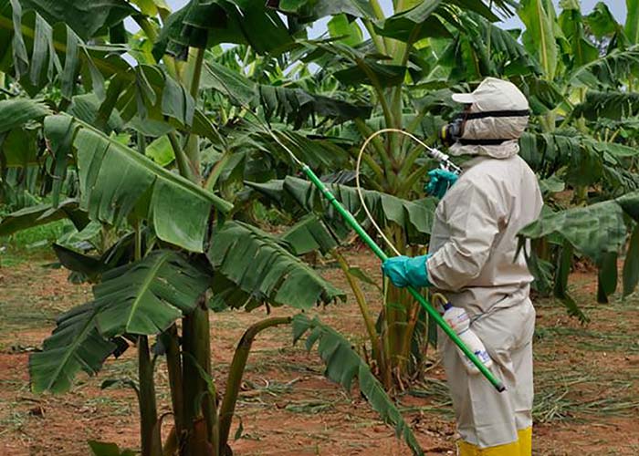 Entre las plagas que influyen mas al cultivo de banano esta la Sigatoka Negra