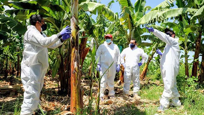 Plagas de banano en postcosecha incluyen la pudricion de corona del fruto.