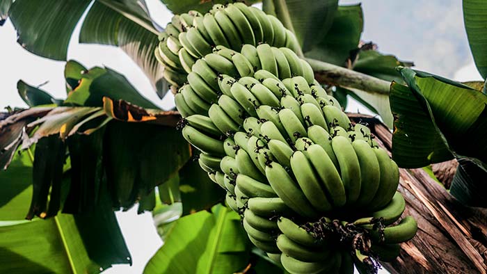 Plagas presentes en la plantacion de bananos