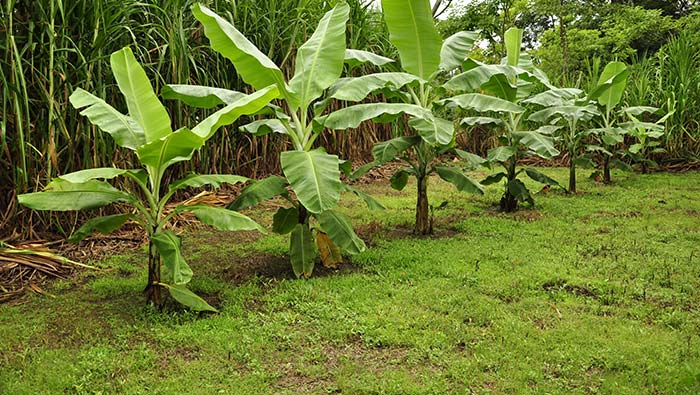 Las plagas que se encuentran en los periodos de poscosecha en el cultivo de banano. 