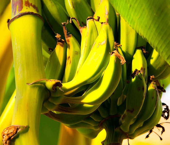 Sintomas de la Sigatoka negra incluyen rayas negras en las hojas de banano.