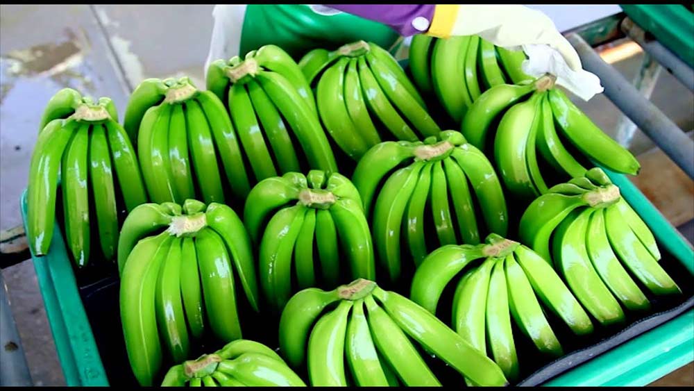 Cultivo de Banano Orgánico… las mayores plantaciones se encuentran en el Norte