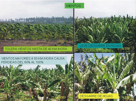 Cultivo del Plátano y el Banano en Venezuela: Requerimientos Edafoclimáticos del cultivo: ¡Su Ambiente perfecto!