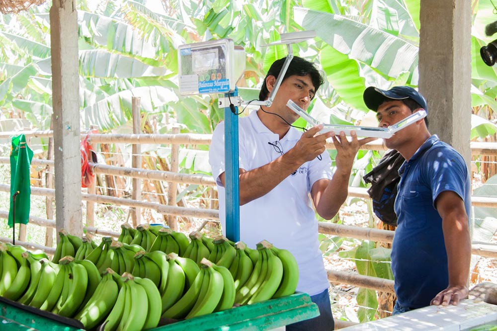 CULTIVO DEL BANANO EN URABA