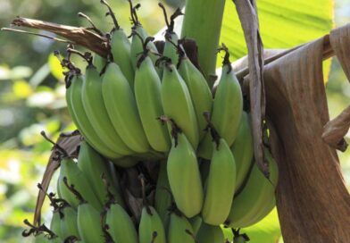 El 95% del banano exportado cada semana zarpa de Manzanillo