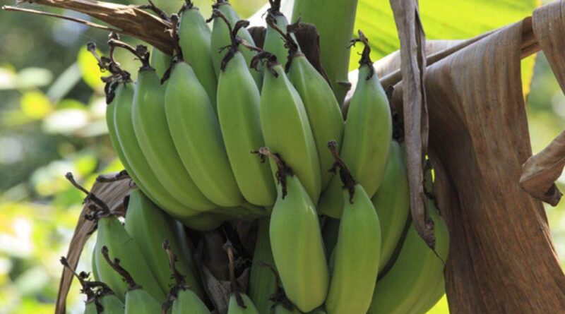 El 95% del banano exportado cada semana zarpa de Manzanillo