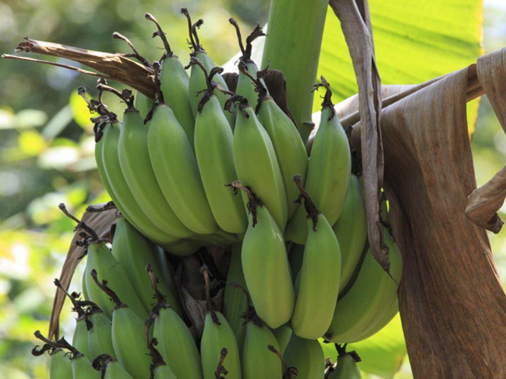 El 95% del banano exportado cada semana zarpa de Manzanillo