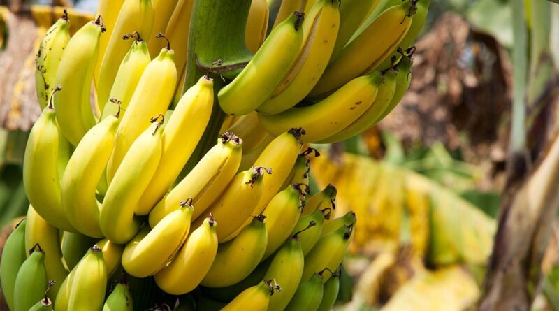 El sector bananero presenta desafíos para los pequeños productores en República Dominicana