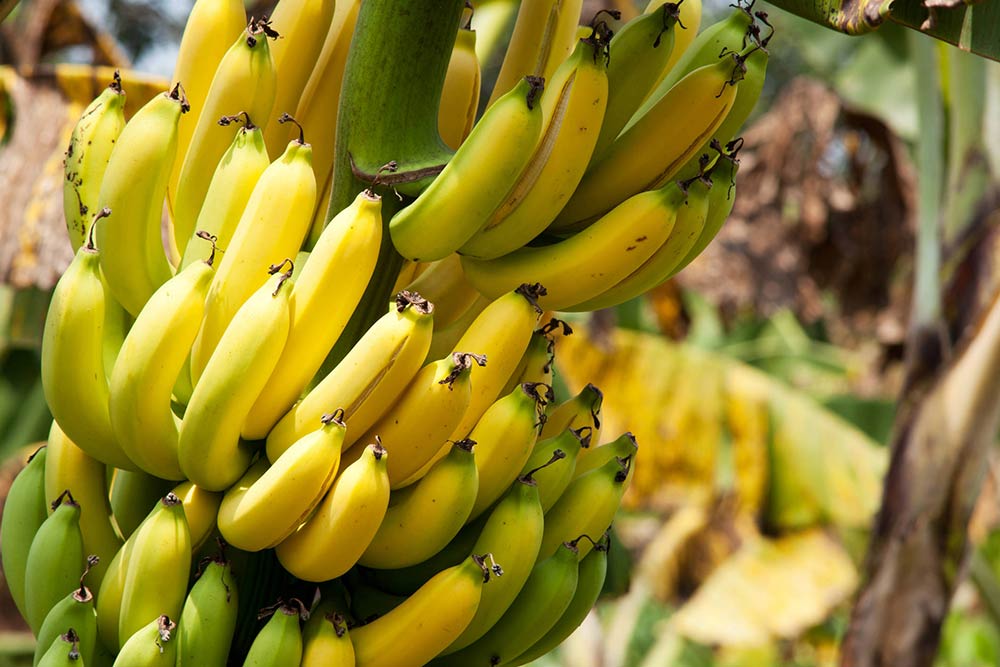 El sector bananero presenta desafíos para los pequeños productores en República Dominicana