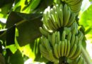 Producción de banano orgánico en la República Dominicana