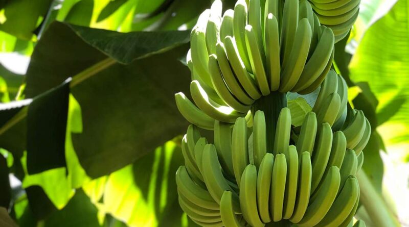 Producción de banano orgánico en la República Dominicana