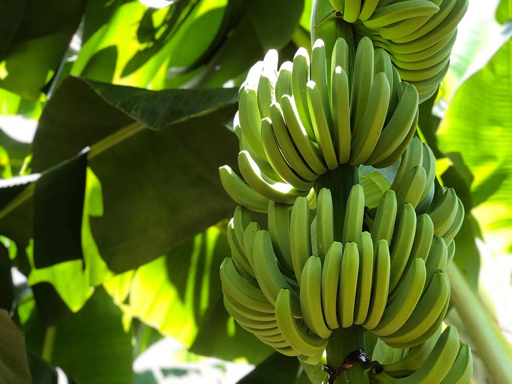 Producción de banano orgánico en la República Dominicana