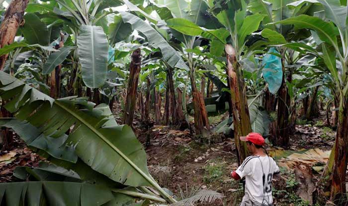 El hongo fusarium y su especifica identificacion como la enfermedad de banano y platano. 