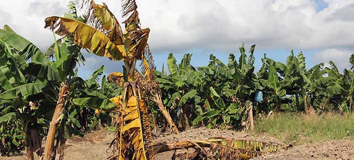 Cual es el proceso de propagacion de la enfermedad de fusarium en las plantaciones de banano? 