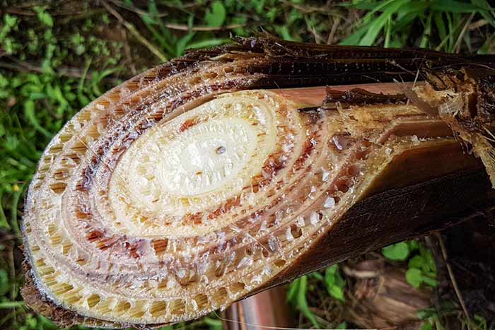 La propagacion de fusarium oxysporum en el cultivo de banano. 