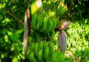 LABORES DE CAMPO EN CULTIVO DE BANANO