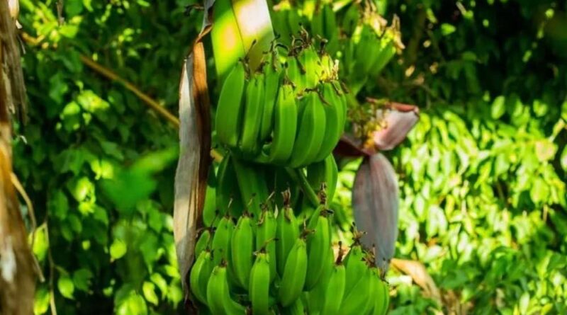 LABORES DE CAMPO EN CULTIVO DE BANANO