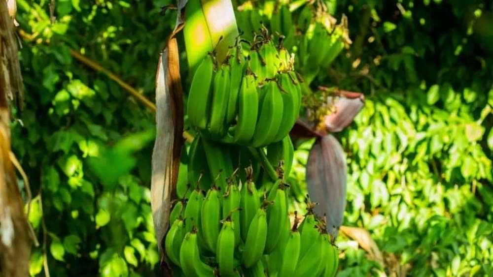 LABORES DE CAMPO EN CULTIVO DE BANANO