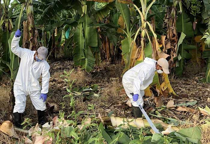 fusarium oxysporum en el cultivo de banano se ha expandido los ultimos años.