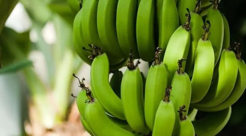 Organización de productores de banano orgánico REPEBAN