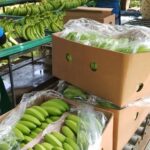 Bloqueo retuvo $us 3 MM en banano de exportación