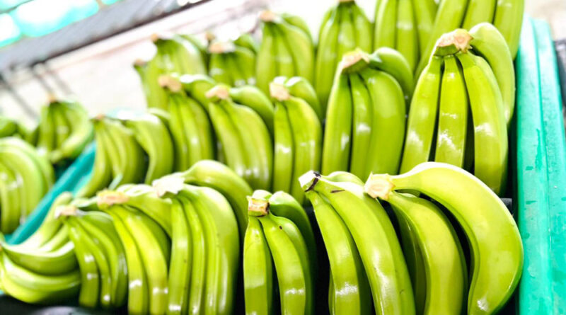 Gobierno interconecta más de 300 exportadores de banano orgánico en Azua - Mundo Verde