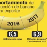 Los bananeros son optimistas y dicen que crecerán 7%