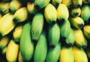 Producción de banano orgánico en la República Dominicana - Mundo Verde