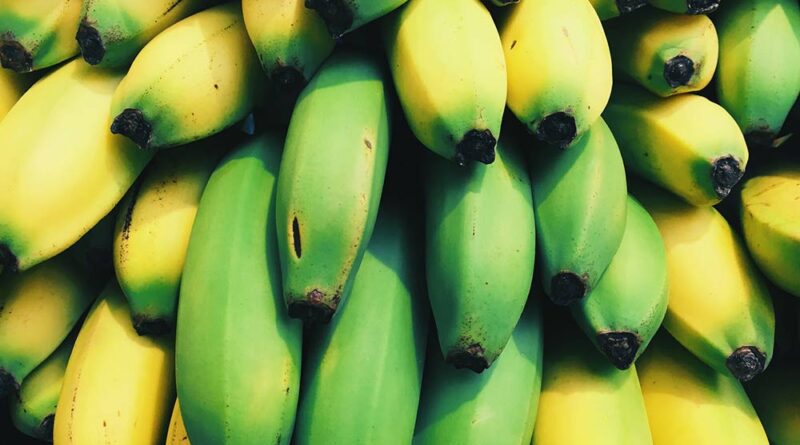 Producción de banano orgánico en la República Dominicana - Mundo Verde