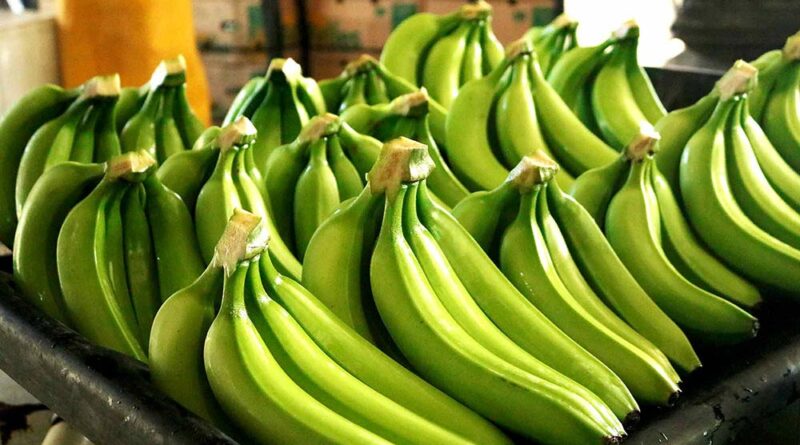 Lluvias impiden el transporte de banano de exportación