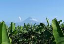 Bloqueos en el trópico impiden envío de banano - Mundo Verde