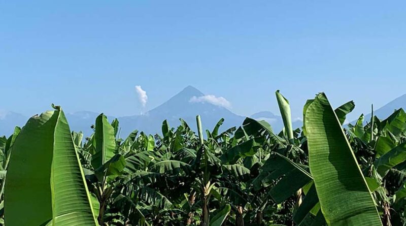 Bloqueos en el trópico impiden envío de banano - Mundo Verde