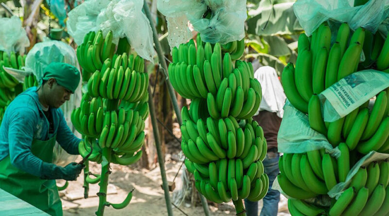 El Cultivo del Banano en República Dominicana - Mundo Verde