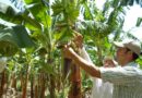 Delegación De Productores De Banano Orgánico Realiza Pasantía En República Dominicana - Mundo Verde