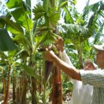 Delegación De Productores De Banano Orgánico Realiza Pasantía En República Dominicana - Mundo Verde