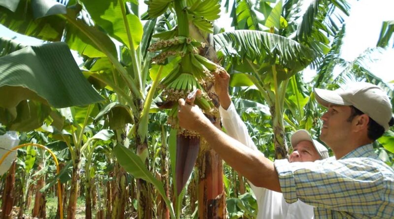 Delegación De Productores De Banano Orgánico Realiza Pasantía En República Dominicana - Mundo Verde