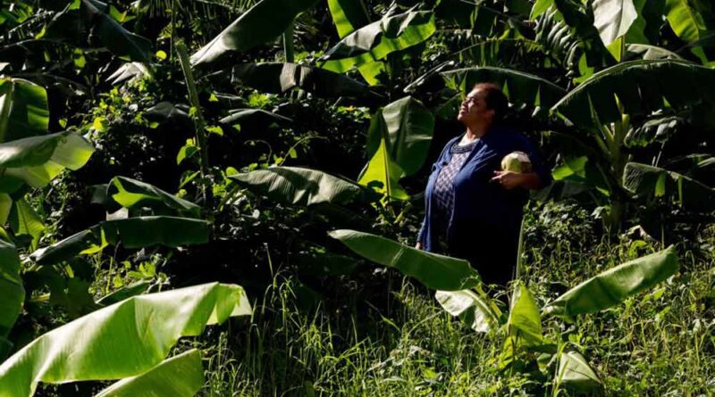 Proyectan más exportación de banana, piña y palmito