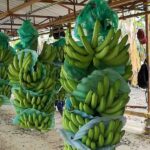 La agroindustria del banano: terreno fértil para la creación de empleos verdes en República Dominicana y Costa Rica - Mundo Verde