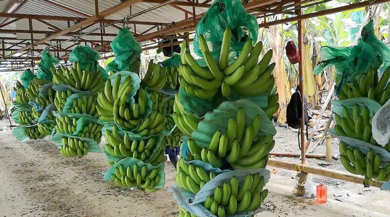 La agroindustria del banano: terreno fértil para la creación de empleos verdes en República Dominicana y Costa Rica - Mundo Verde