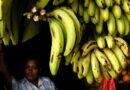 Suspenden producción de 120 Ha de banano  - Mundo Verde