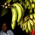 Suspenden producción de 120 Ha de banano  - Mundo Verde