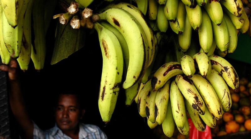 Suspenden producción de 120 Ha de banano  - Mundo Verde